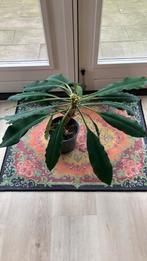 Madagascar jewel, Huis en Inrichting, Kamerplanten, Ophalen, Overige soorten, Halfschaduw, Minder dan 100 cm