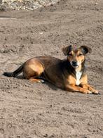 Jack Russel pups verwacht!, Jack Russell Terriër, 8 tot 15 weken, Meerdere, Meerdere dieren