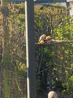 Mandarijn spreeuwen koppel, Wildzangvogel