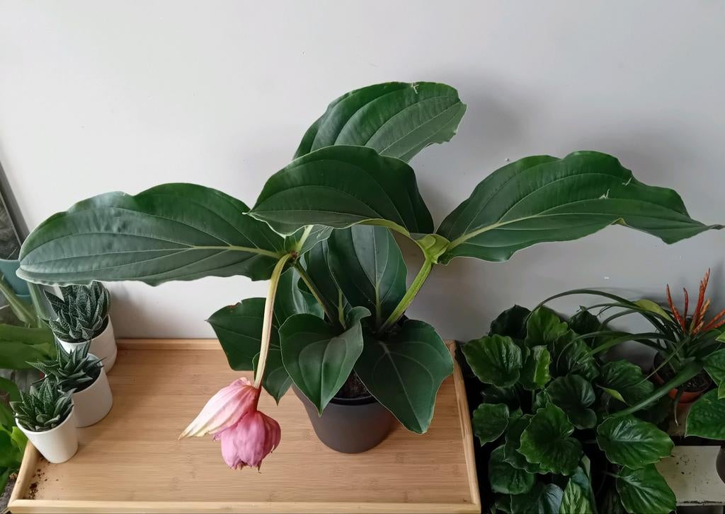 Grote kamerplant 70cm incl pot, Ophalen, Overige soorten, Halfschaduw, In pot