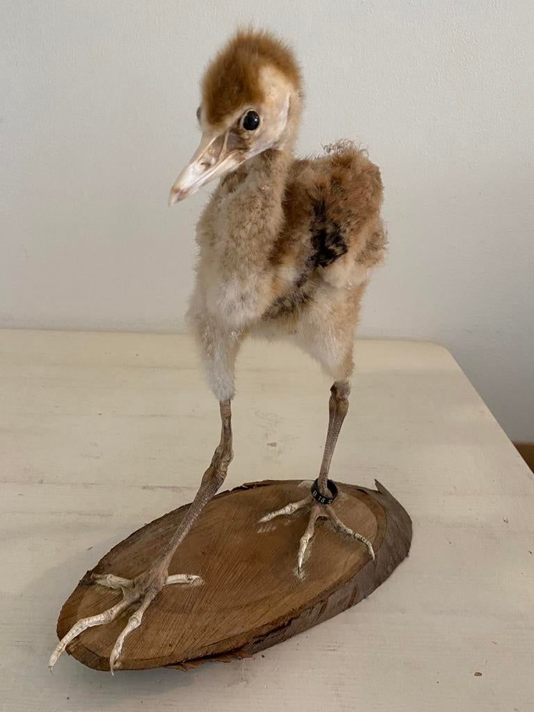 Opgezette kraanvogel kuiken, Verzamelen, Ophalen of Verzenden, Zo goed als nieuw, Vogel, Opgezet dier