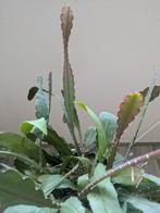 Epiphyllum Beavertail stek of plantje, Ophalen of Verzenden, Halfschaduw, Minder dan 100 cm