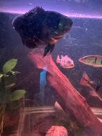 Oscar +- 15-20cm, Vis