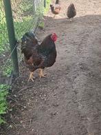 Broedeieren wyandotte kriel, Geslacht onbekend, Kip