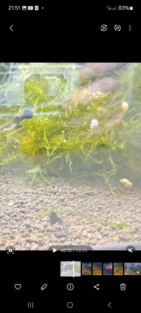 Mix guppen te koop, Vis, Zoetwatervis, Schoolvis