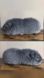 Cavia Beer., Dieren en Toebehoren, Knaagdieren, Cavia, Mannelijk, Tam, September