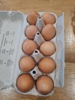 Broedeieren, Dieren en Toebehoren, Pluimvee, Geslacht onbekend, Kip