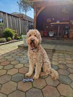 Dekreu Australian Labradoodle, Reu, Parvo, Eén hond, 3 tot 5 jaar