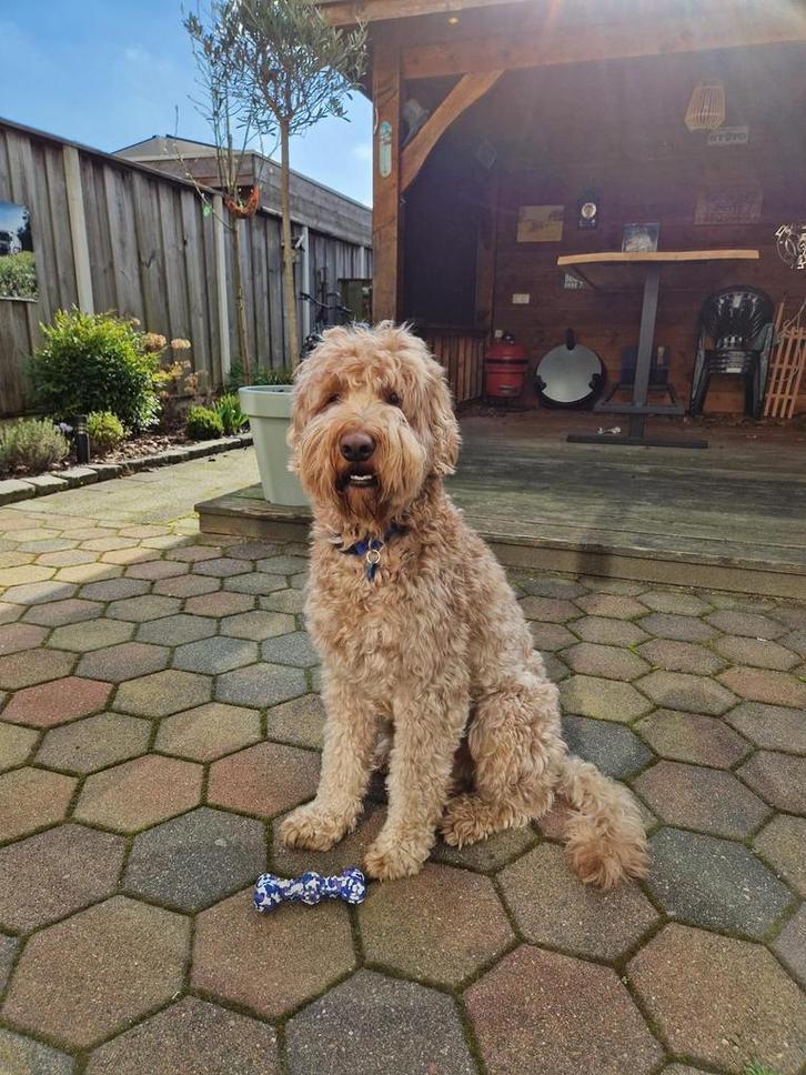 Dekreu Australian Labradoodle, Dieren en Toebehoren, Honden | Dekreuen, Reu, Particulier, Eén hond, Nederland, 3 tot 5 jaar, CDV (hondenziekte)