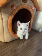 Brits korthaar kitten (poes), Poes, Met stamboom, 0 tot 2 jaar