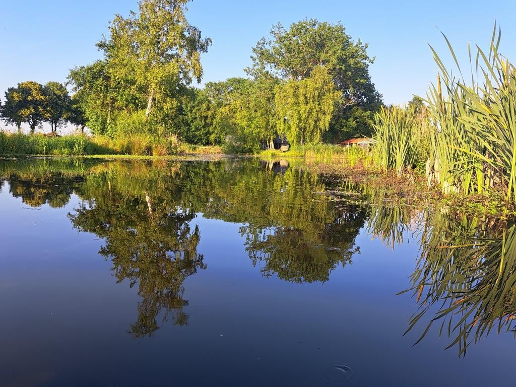 gezocht vijver vissen, Karper of Koi