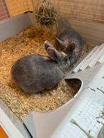 2 lieve konijntjes met uitzet, Meerdere dieren, Dwerg