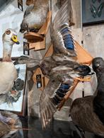 opgezette wilde eend vrouw fazant jacht vogel hert haan, Ophalen, Zo goed als nieuw, Vogel, Opgezet dier