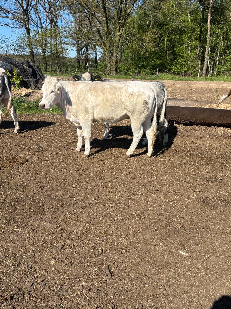 Luxe Blauwe vaarzen, Dieren en Toebehoren, Vrouwelijk