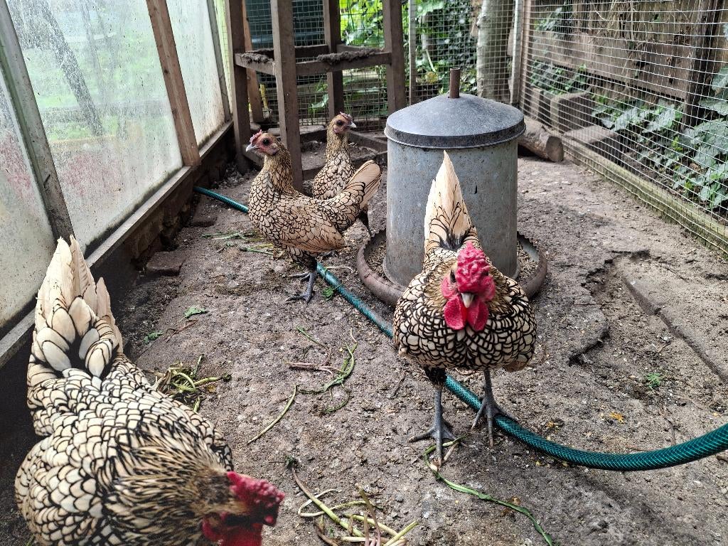 Broedeieren Sebright krielen, Dieren en Toebehoren, Pluimvee, Kip, Geslacht onbekend