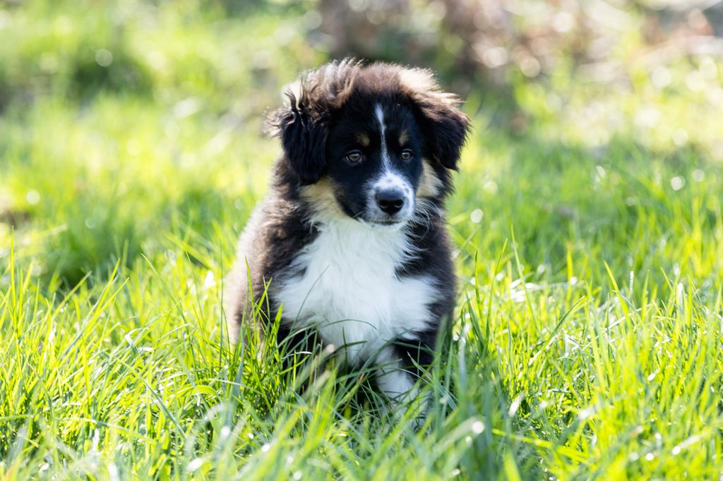 Miniature american shepherd australian shepherd met stamboom, Overige rassen, 8 tot 15 weken, Meerdere, Meerdere dieren