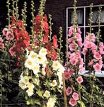 GEZOCHT stokroos stekjes 1 jaar oud, Ophalen of Verzenden