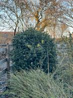 English holly - ilex aquifolium plant gratis afhalen, Tuin en Terras, Planten | Bomen, Ophalen, Halfschaduw, Overige soorten, Minder dan 100 cm