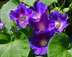 Ipomoea driekleurig Blauwe Ster, Ophalen of Verzenden, Voorjaar, Volle zon, Zaad