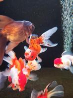 Prachtige goudvissen mix @ vijver centrum Apeldoorn