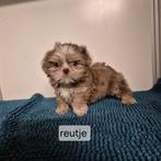 unieke kleuren raszuivere shih tzu pups, Dieren en Toebehoren, Overige rassen, 8 tot 15 weken, Meerdere, Meerdere dieren