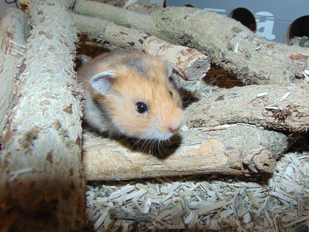 Goudhamster hamster in Assen., Dieren en Toebehoren, Knaagdieren, Hamster, Maart, Meerdere dieren, Tam