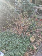 Witte Hortensia - Sterke en Bloeiende Tuinplant, Tuin en Terras, Planten | Tuinplanten, Vaste plant, Halfschaduw, Zomer, Ophalen