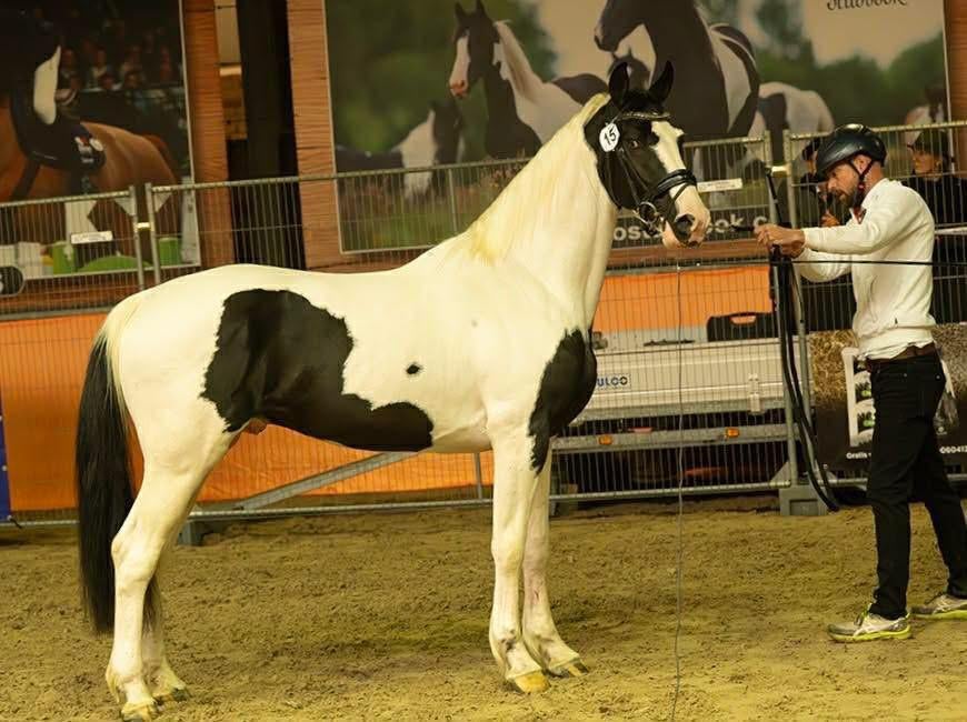 Homozygoot tobiano barock pinto hengst, Dieren en Toebehoren, Hengst, Dressuurpaard, 3 tot 6 jaar