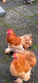 Bruine kriel Cochin hanen gratis af te halen, Dieren en Toebehoren, Pluimvee, Mannelijk, Kip