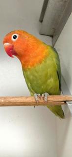 Groen/lutino/opaline fischeri, Geslacht onbekend, Dwergpapegaai of Agapornis, Geringd