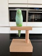 Parkiet van Pete Cromer in groene tinten (zonder standaard), Ophalen of Verzenden, Zo goed als nieuw, Dier