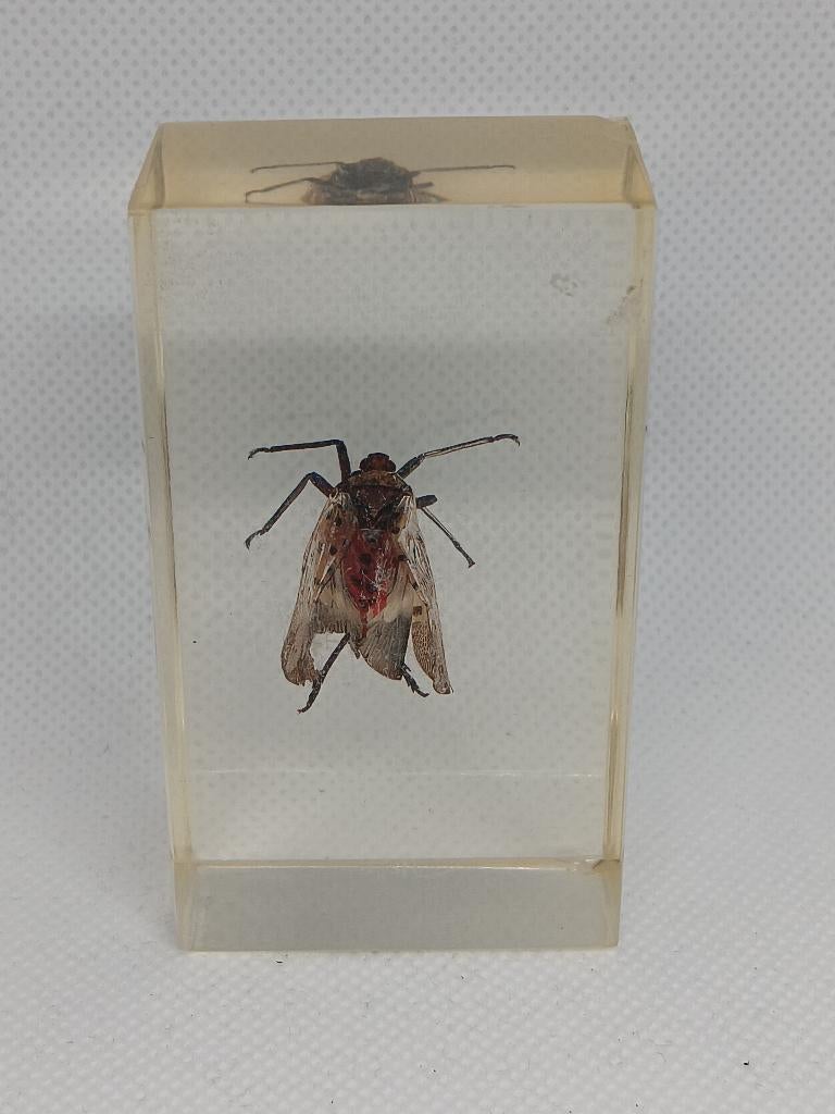 Insect / Lantaarnvlieg in de Hars, Verzamelen, Dierenverzamelingen, Ophalen of Verzenden, Gebruikt, Insect, Overige typen