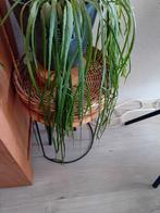 Lepismium Bolivianum, Ophalen of Verzenden, Halfschaduw, Minder dan 100 cm