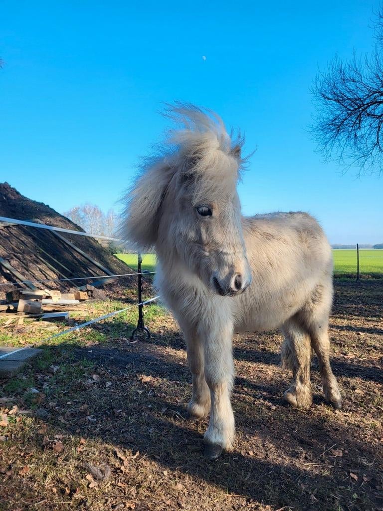 Shetlander hengstje, Dieren en Toebehoren, Hengst