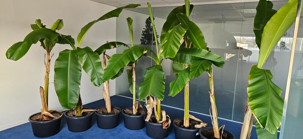 Winterharde Bananenplant Musa Basjoo 120-150cm, Tuin en Terras, Volle zon, Vaste plant, Bloeit niet, Ophalen