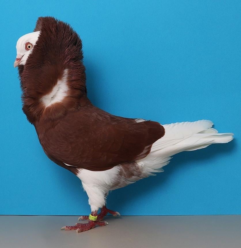 Gezocht, koppeltje kapucijners, Dieren en Toebehoren, Meerdere dieren, Overige soorten