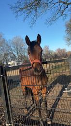 Leuke merrie, Dieren en Toebehoren, Paarden, Merrie, Met stamboom, Dressuurpaard, 0 tot 2 jaar
