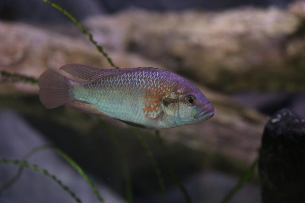 Jonge Astatotilapia burtoni, Dieren en Toebehoren, Vissen | Aquariumvissen, Vis