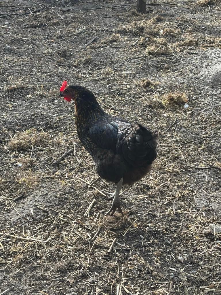 Kippen, Dieren en Toebehoren, Pluimvee, Vrouwelijk, Kip