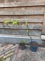 Winterharde framboos, Ophalen, Overige soorten, Minder dan 100 cm