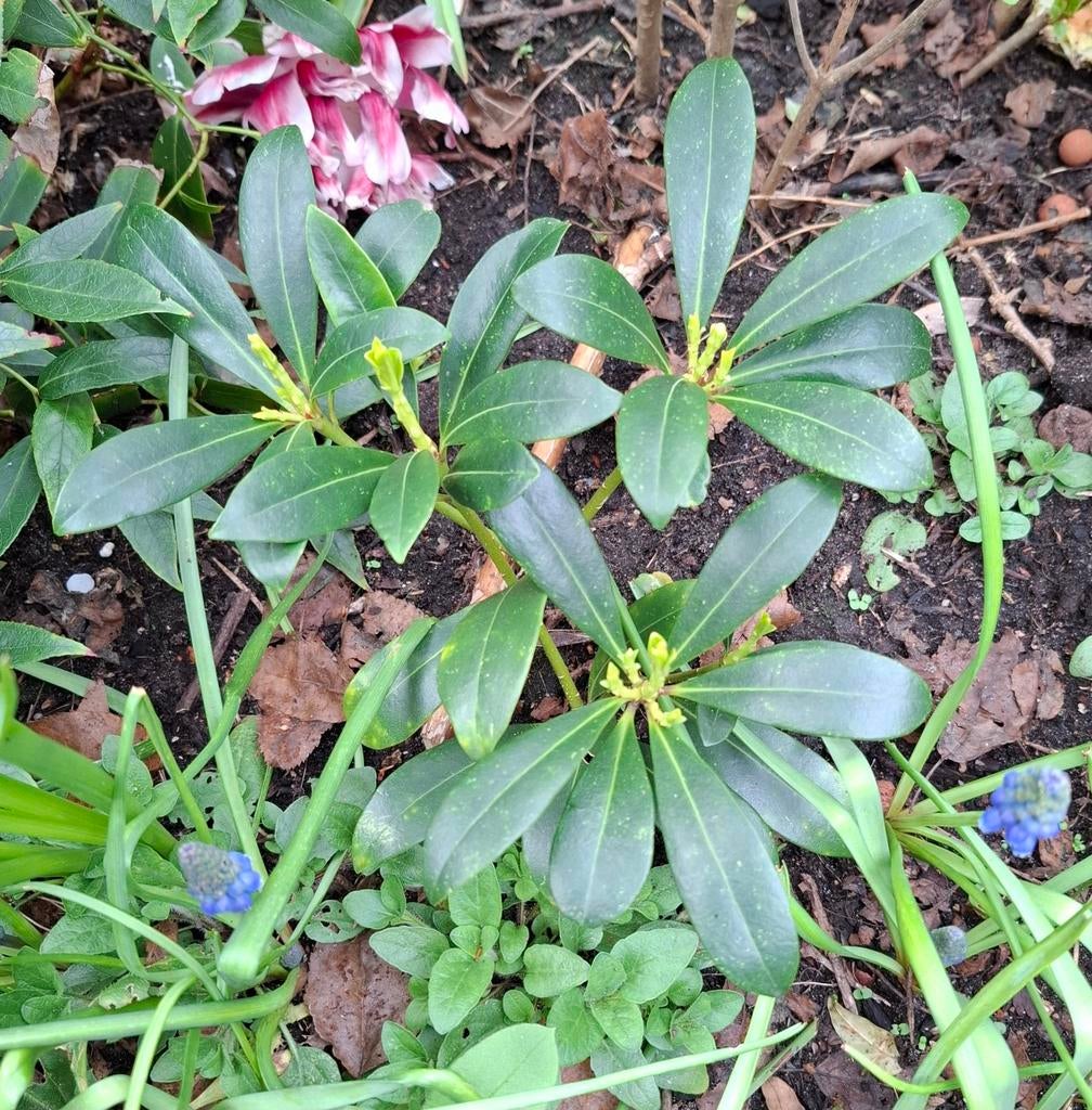 Skimmia plant 27x25 cm, Ophalen, Overige soorten, Volle zon