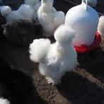 Zijdehoen kippen: WITTE Hennen..........., Dieren en Toebehoren, Pluimvee, Vrouwelijk, Kip