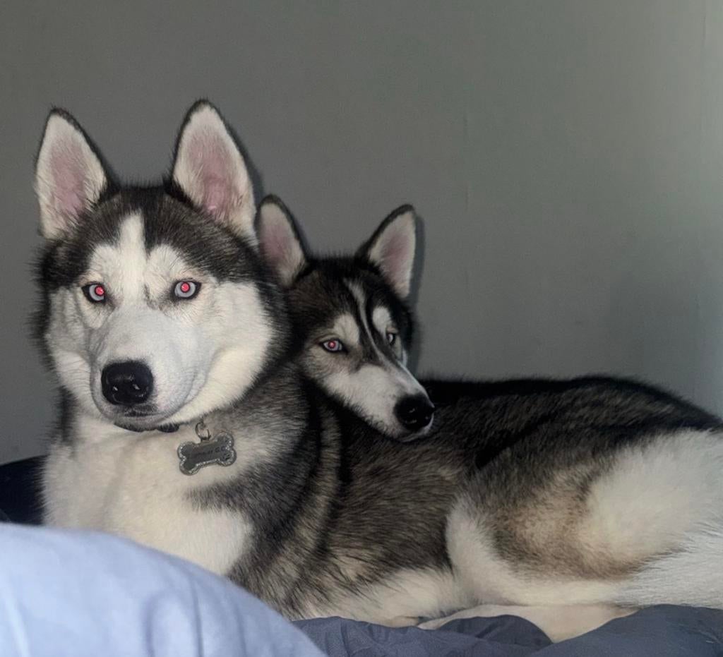 Husky teef 1 jaar, Dieren en Toebehoren, 15 weken tot 1 jaar, Overige rassen, Teef, Eén hond