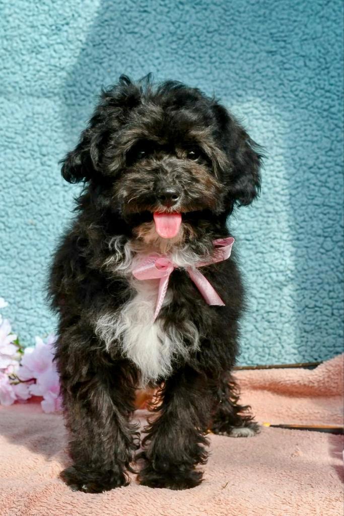 Hypoallergeen labradoodle teefje, Dieren en Toebehoren, Honden | Retrievers, Spaniëls en Waterhonden, Teef, Overige rassen, Fokker | Hobbymatig