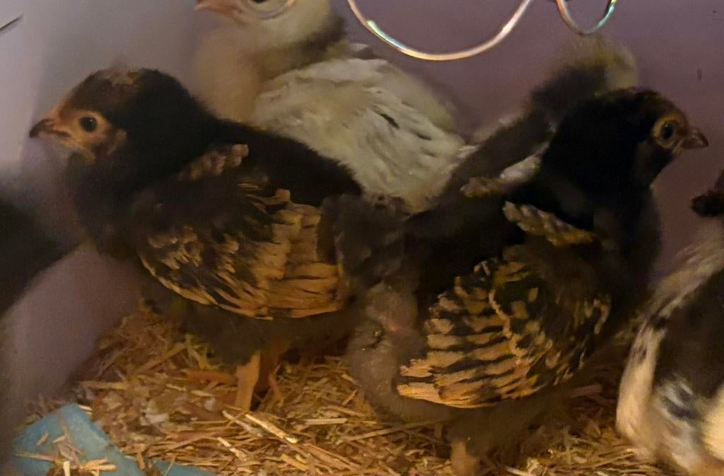 Vorwerk kuikens, Dieren en Toebehoren, Pluimvee, Geslacht onbekend, Kip