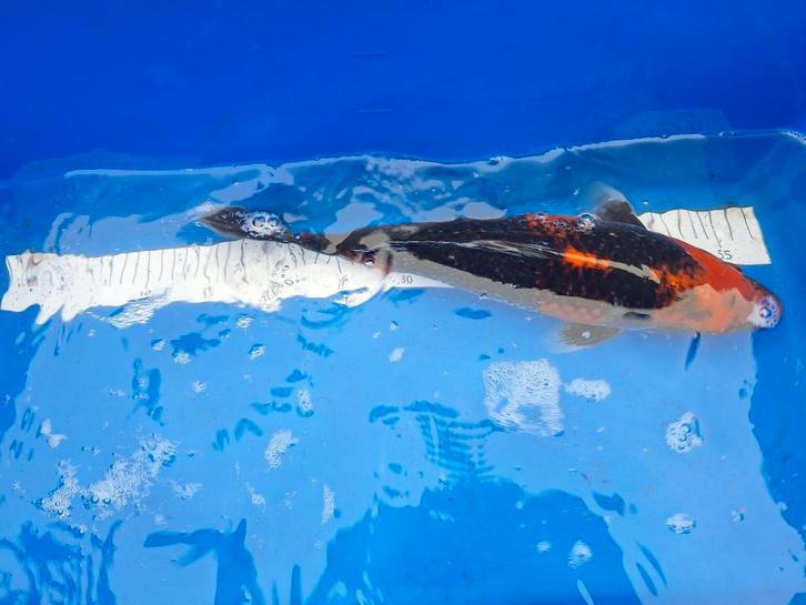 Winterharde koi van € 5,00 tot € 55,00 PS, Dieren en Toebehoren, Vissen | Vijvervissen, Karper of Koi