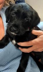 Puppy kruising boerenfox labradoodle, 8 tot 15 weken, Eén hond, Nederland, Particulier