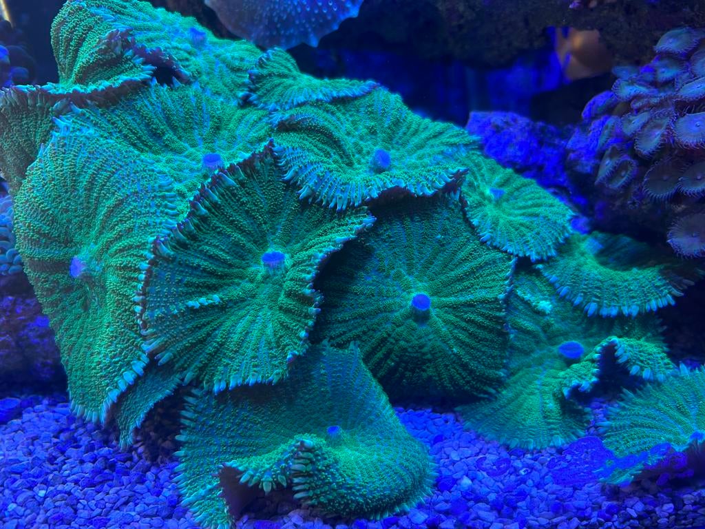 Oor Rhodactis zeewater, Overige typen, Zoutwatervis