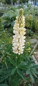 Lupinus 'Noble Maiden' - Lupine Noble Maiden zaden, Ophalen of Verzenden, Voorjaar, Volle zon, Zaad