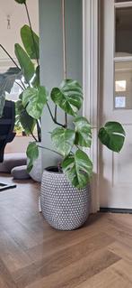 Monstera Variegata - 60cm, Ophalen of Verzenden